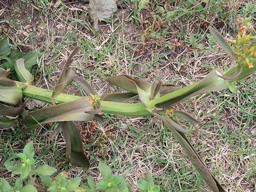 a succulent, Kalanchoe lanceolata, photo © by Michael Plagens