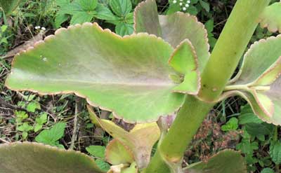 a succulent yellow-flowered Kalanchoe photo © by Michael Plagens