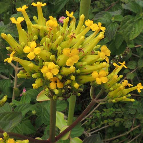 a succulent yellow-flowered Kalanchoe photo © by Michael Plagens