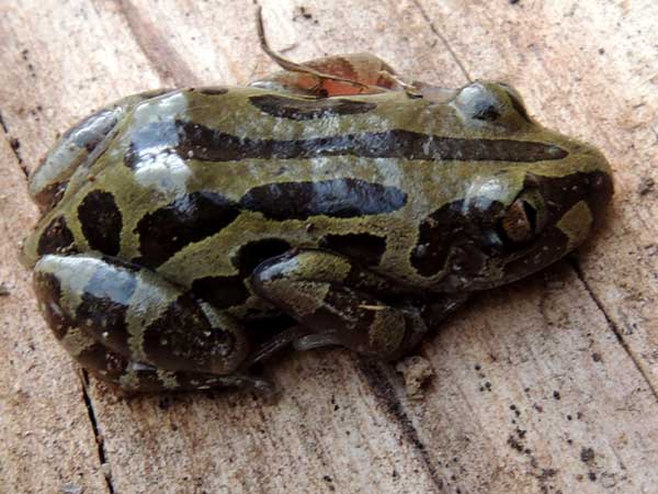 Probably Kassina senegalensis, photo © by Michael Plagens