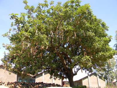 Kigelia africana, a tree with large sausage-like fruits, Kenya, photo © by Michael Plagens