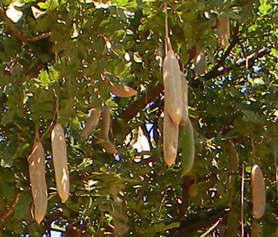 Kigelia africana, a tree with large sausage-like fruits, Kenya, photo © by Michael Plagens