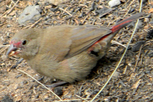 Red-billed Firefinch, Lagonosticta senegala, photo © by Michael Plagens.