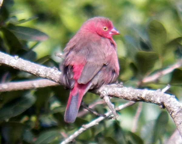 Red-billed Firefinch, Lagonosticta senegala, photo © by Michael Plagens.