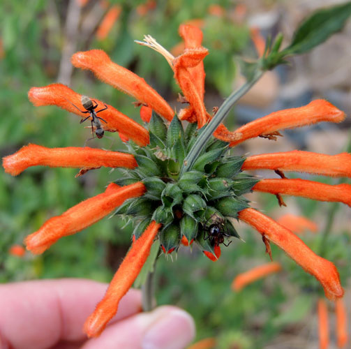 Lion's Ear, Leonotis nepetifolia, species at mid elevations, Kenya, photo © by Michael Plagens