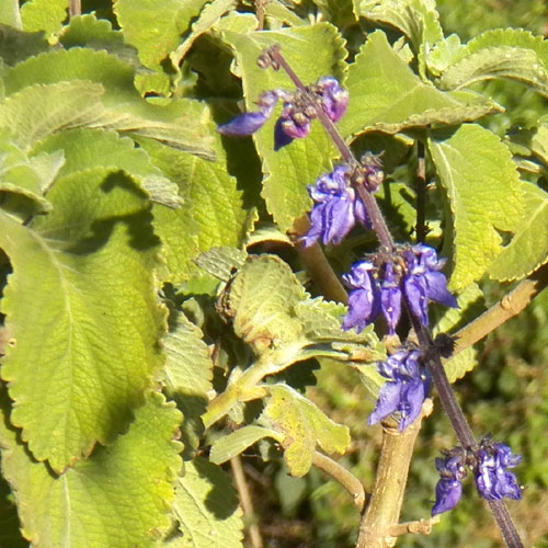 a shrubby Plectrantus sp. from the Rift Valley, Kenya, photo © by Michael Plagens