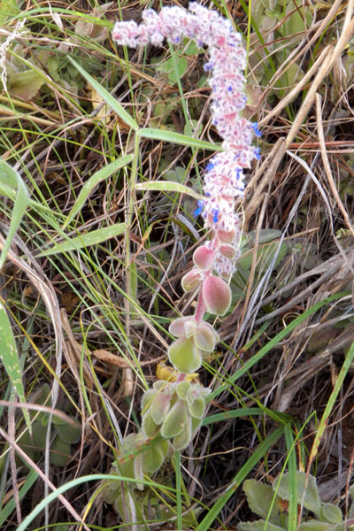 a small, succulent mint, maybe Plectrantus sp. from Iten, Kenya, photo © by Michael Plagens