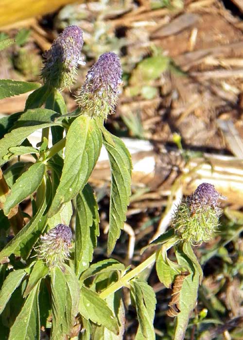 a small, mint, Pycnostachys sp. from Eldoret, Kenya, photo © by Michael Plagens