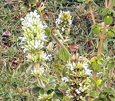 detail of inflorescence and leaves of Plectrantus sp. from the Rift Valley, Kenya, photo © by Michael Plagens