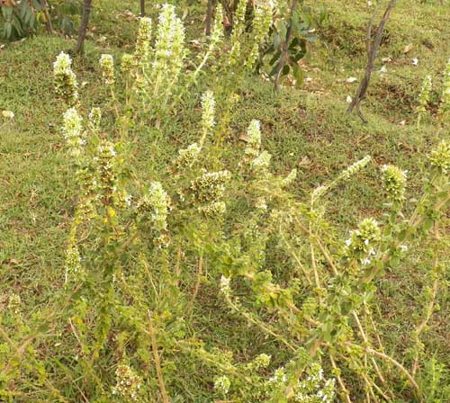 a weedy Plectrantus sp. from the Rift Valley, Kenya, photo © by Michael Plagens