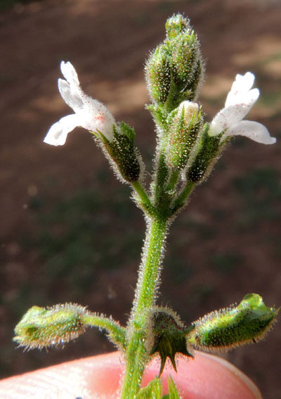 a mint, probably Fuerstia africana, Rift Valley High;ands, Kenya, photo © by Michael Plagens