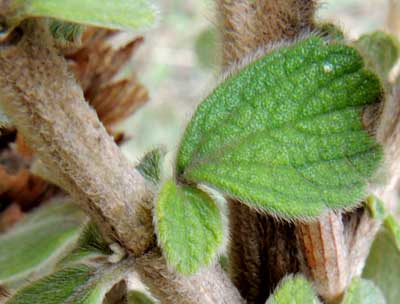 stem and leaf of a Plectrantus sp. from the Central Rift Valley, Kenya, photo © by Michael Plagens