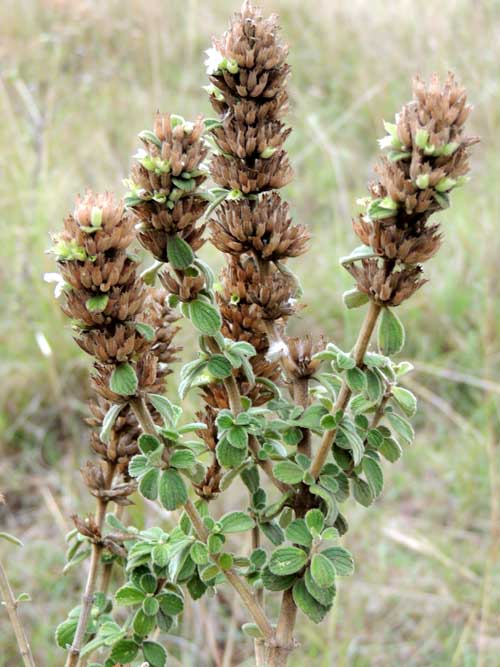 a Plectrantus sp. from the Central Rift Valley, Kenya, photo © by Michael Plagens