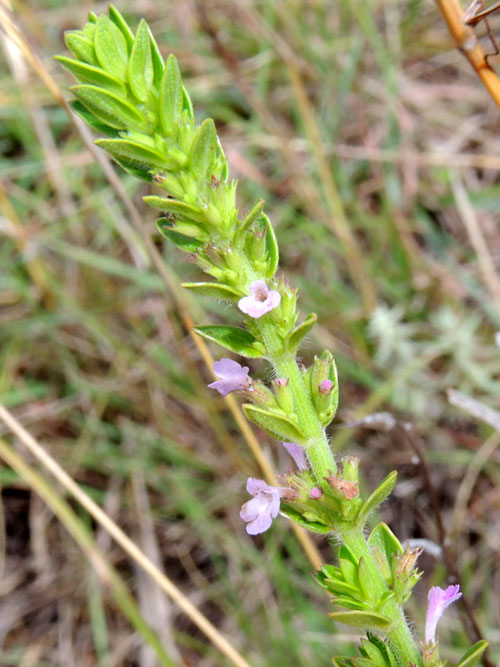 probably Micromeria imbricata, Lamiaceae, photo © Michael Plagens