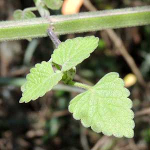 detail of leaves, Plectrantus sp. from Nairobi, Kenya, photo © by Michael Plagens