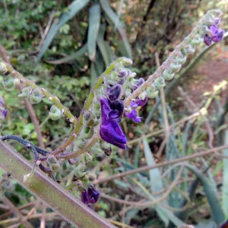 a climbing vine Plectrantus sp. from Nairobi, Kenya, photo © by Michael Plagens