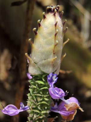 detail of inflorescence capped by bracts, Plectrantus neochilus from Nairobi, Kenya, photo © by Michael Plagens