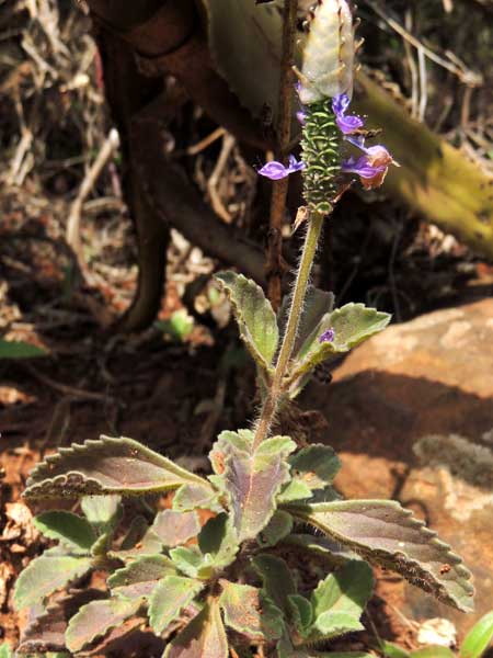 Plectrantus neochilus from Nairobi, Kenya, photo © by Michael Plagens