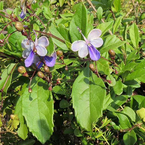 Rotheca sp. from Nairobi, Kenya, photo © by Michael Plagens