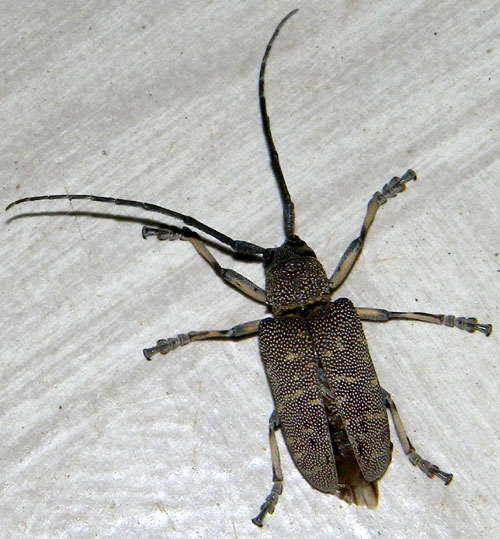 a Lamiinae longhorn beetle, cerabycidae, from Marigat, Kenya, October 2010. Photo © by Michael Plagens