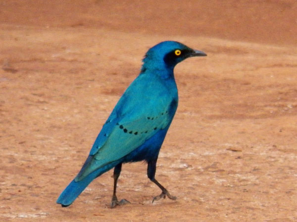 Greater Blue-eared Starling, Lamprotornis chalybaeus, photo © by Michael Plagens