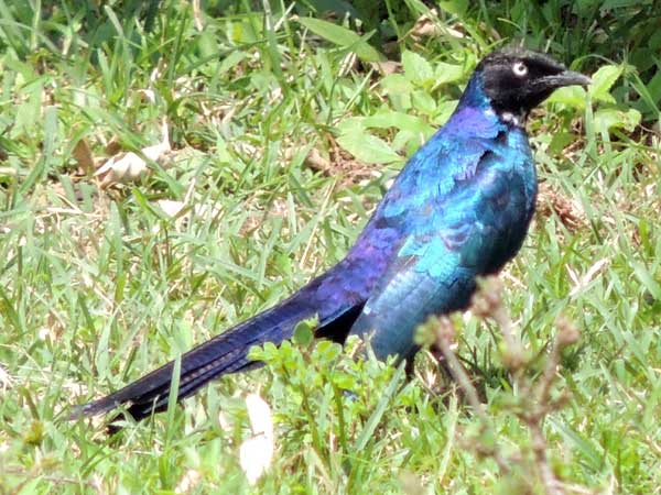 Ruppell's Glossy-Starling, Lamprotornis purpuroptera, photo © by Michael Plagens