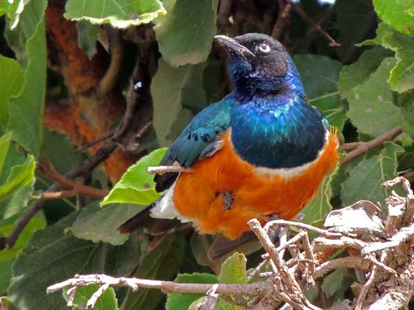 Superb Starling, Lamprotornis superbus, photo © by Michael Plagens