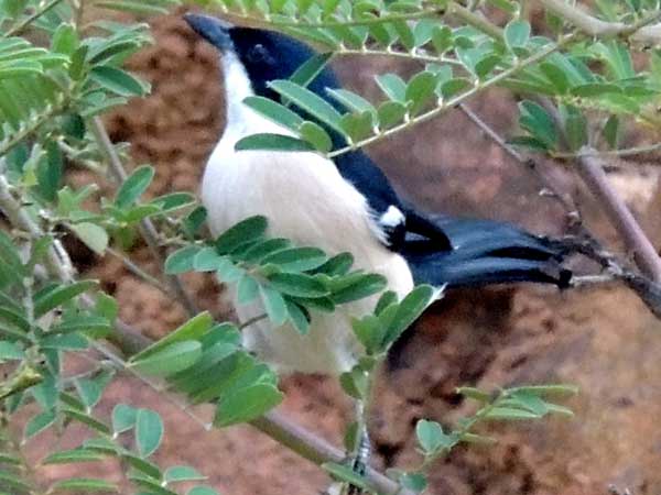 Tropical Boubou, Laniarius aethiopicus, photo © by Michael Plagens.