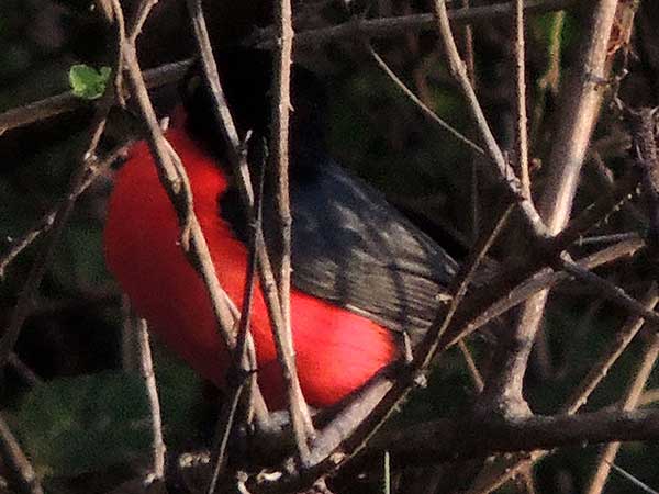 Black-headed Gonolek, Laniarius erythrogaster, photo © by Michael Plagens