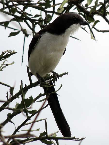 Long-tailed Fiscal, Lanius cabanisi, photo © by Michael Plagens. Identified by F. N'gweno.