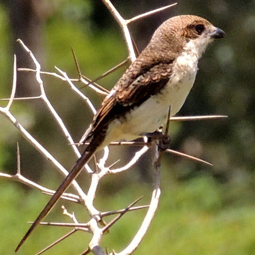 Common Fiscal, Lanius collaris, photo © by Michael Plagens