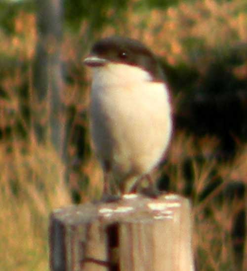 Common Fiscal, Lanius collaris, photo © by Michael Plagens