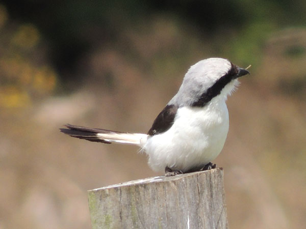 Grey-backed Fiscal, Lanius excubitoroides, photo © by Michael Plagens