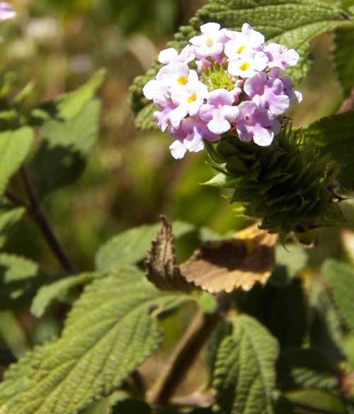 Lantana rhodesiensis, Kenya, photo © by Michael Plagens