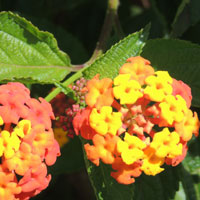 Lantana variety from Kitale, Kenya, photo © by Michael Plagens