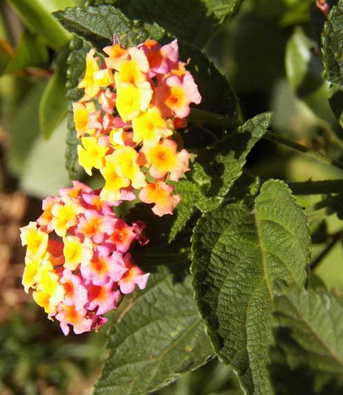 Lantana camara, Kenya, photo © by Michael Plagens