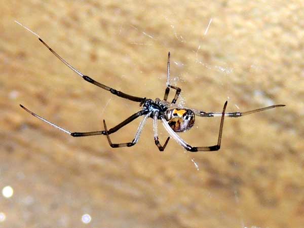 a Widow Spider, Latrodectus sp., from Kitale, Kenya. Photo © by Michael Plagens