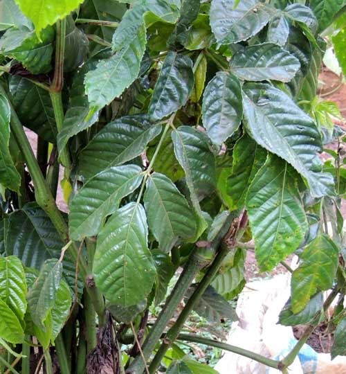 a grape family plant, Leea guineensis, photo © by Michael Plagens