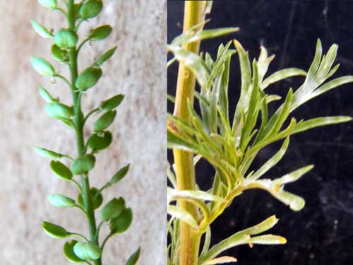 Peppergrass, Lepidium bonariense, from Kenya, photo © by Michael Plagens