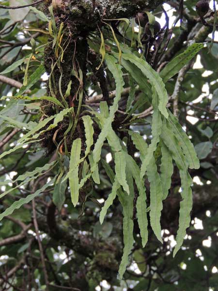 Weeping Fern, Lepisorus sp., photo © by Michael Plagens