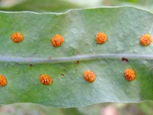 Weeping Fern, Lepisorus sp., photo © by Michael Plagens