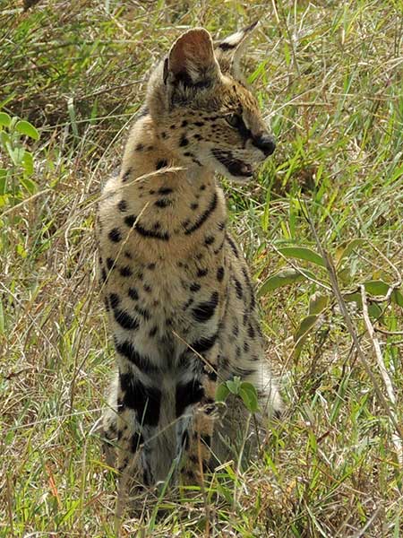 Serval Cat, Leptailurus serval, photo © by Michael Plagens