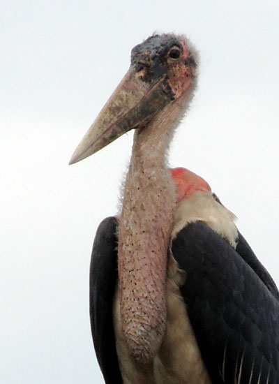 Marabou Stork, Leptoptilus crumeniferus, photo © by Michael Plagens.