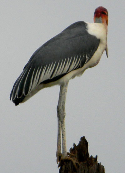 Marabou Stork, Leptoptilus crumeniferus, photo © by Michael Plagens.