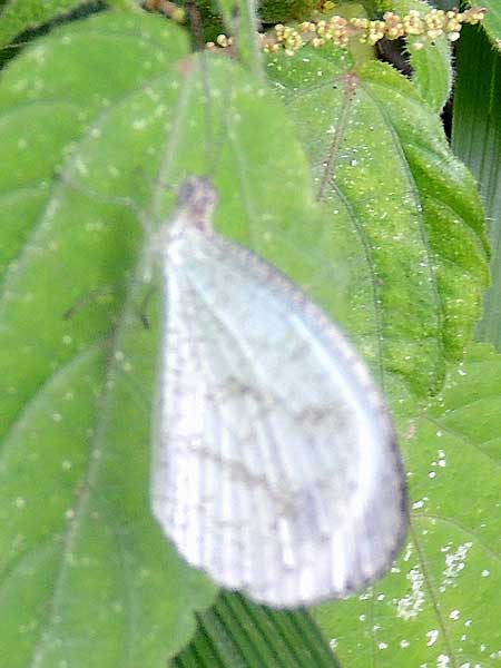 African Wood White, Leptosia alcesta, from Nairobi, Kenya, July 2014. Photo © by Michael Plagens