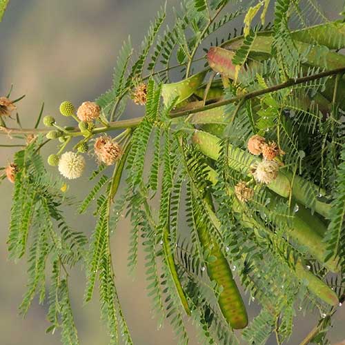 White Lead-tree, Leucaena leucocephala, Kenya, photo © by Michael Plagens