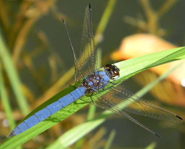 a blue Libellulidae Dragonfly, Trithemis dorsalis,from Eldoret, Kenya, Oct. 2010. Photo © by Michael Plagens