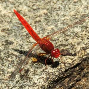 a ruby red Libellulid Dragonfly from Mombasa, Kenya, Jan. 2012. Photo © by Michael Plagens