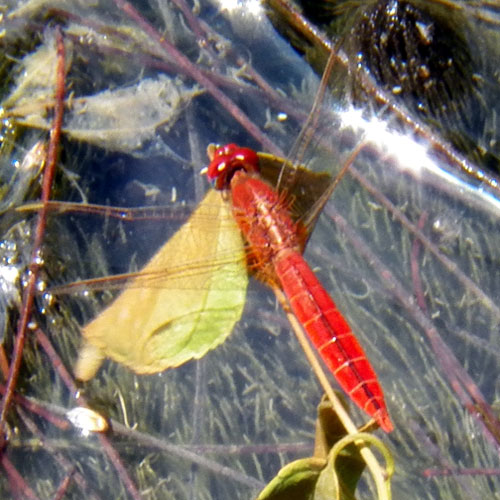 a ruby red Libellulid Dragonfly from Mombasa, Kenya, Jan. 2012. Photo © by Michael Plagens