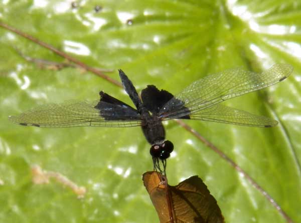 a skimmer dragonfly with black bases to the hind wings, Mombasa, Kenya, Jan. 2012. Photo © by Michael Plagens